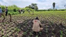 In der DR Kongo schulen die Malteser die Menschen in nachhaltigen Anbaumethoden, verteilen Saatgut und landwirtschaftliche Geräte. Foto: Malteser International